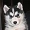 Beautiful-registered-siberian-husky-puppies-for-adoption
