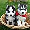 Pure-breed-akc-registered-siberian-husky-puppies-for-adoption