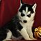 Siberian-husky-puppies-for-new-home
