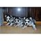 Male-and-female-siberian-husky-puppies-for-rehoming
