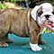 Excellent-english-bulldog-pupies-for-rehoming